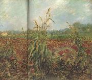 Vincent Van Gogh Green Ears of Wheat (nn04) oil